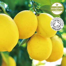 유기농 레몬 에센셜오일
