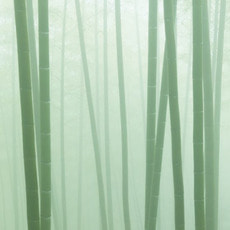 프래그런스오일 (프레쉬 Type) 대나무숲안개